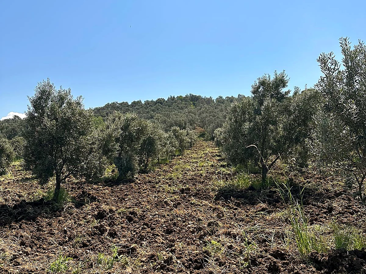 Ulubeyler yamaçlarında zeytinlik görünümü