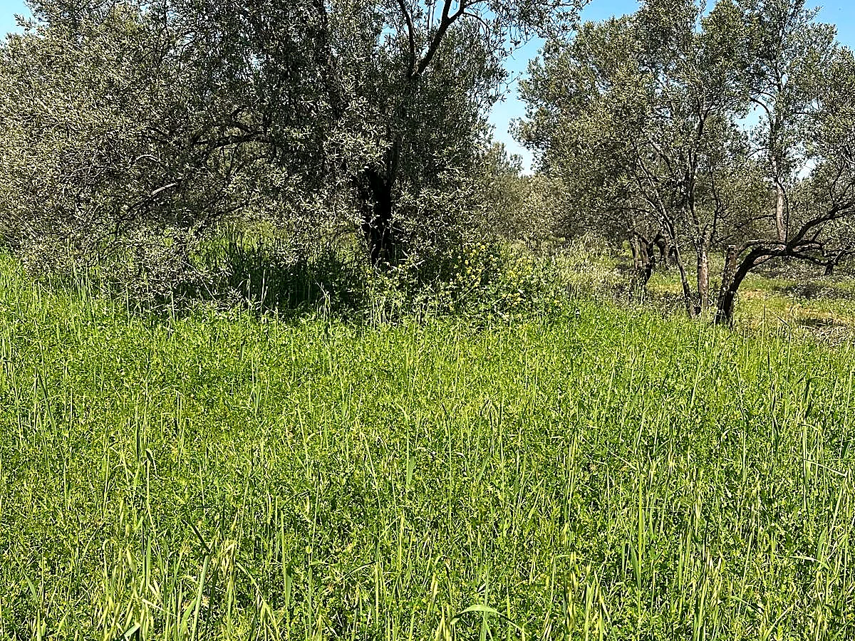 Yeşil örtü içindeki zeytin ağaçları