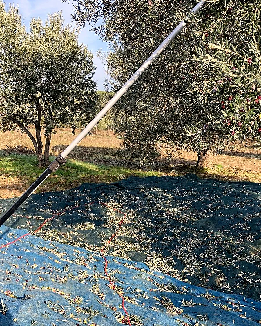 Hasat sırasında ağ serilmiş zeytinlik