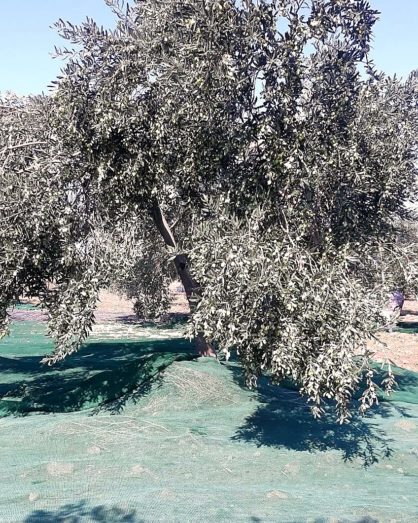 Ağ serili ağacın altındaki zeytinler