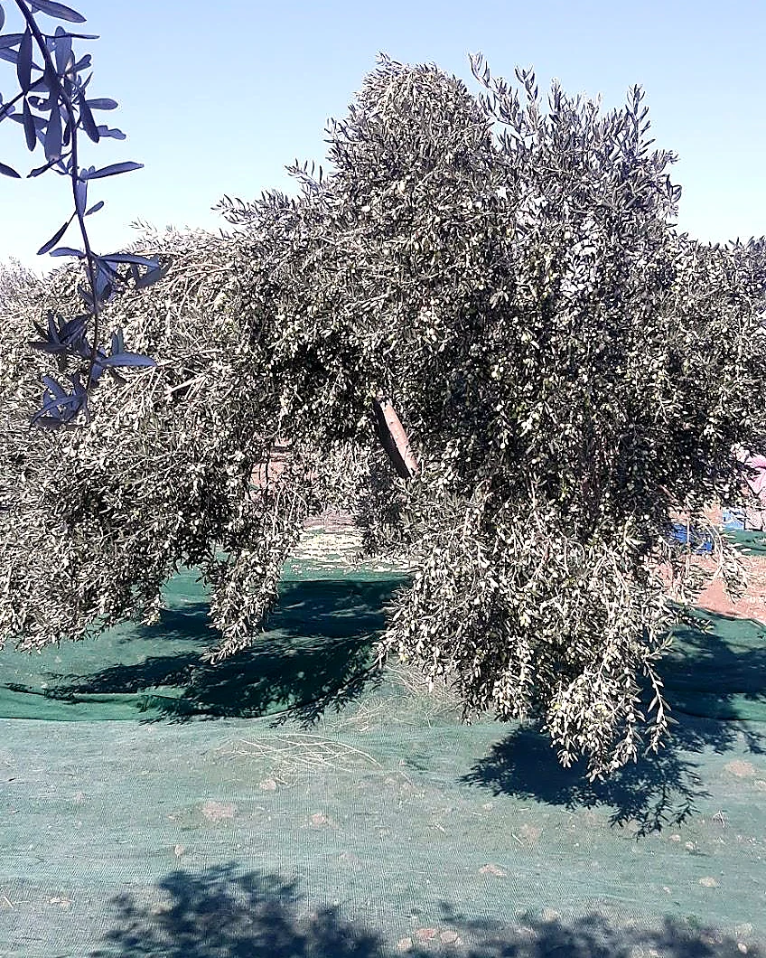 Olgunlaşan zeytinlerin olduğu ağaç