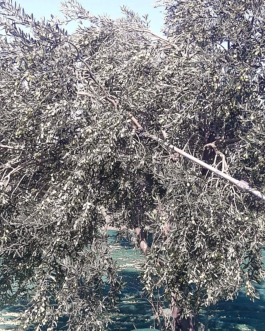 Hasat ekipmanıyla toplanan zeytinler